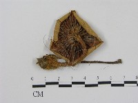 登錄號:F0011248藏品圖，第1張