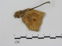 登錄號:F0011248藏品圖，第3張