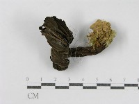 登錄號:F0011249藏品圖，第3張