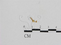 登錄號:F0011250藏品圖，第1張