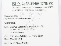 杯傘屬藏品圖，第2張