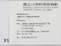 小菇屬藏品圖，第2張