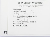 紅菇屬藏品圖，第2張