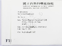 紅菇屬藏品圖，第2張