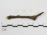 登錄號:F0011260藏品圖，第1張