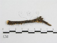 登錄號:F0011260藏品圖，第4張