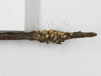 登錄號:F0011260藏品圖，第5張