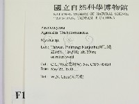 小菇屬藏品圖，第2張