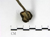 登錄號:F0011262藏品圖，第3張