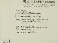 棕色革菌藏品圖，第2張