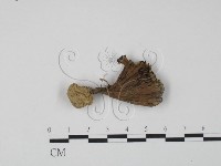 棕色革菌藏品圖，第1張