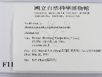 木層孔菌屬藏品圖，第2張