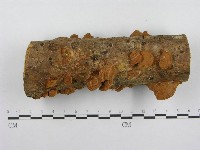 木層孔菌屬藏品圖，第3張