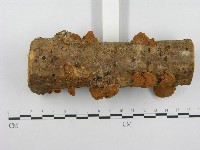 木層孔菌屬藏品圖，第4張