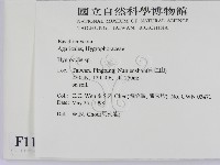 濕傘屬藏品圖，第2張