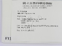 濕傘屬藏品圖，第2張