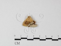 登錄號:F0011269藏品圖，第1張