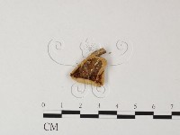 登錄號:F0011269藏品圖，第3張