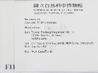小皮傘屬藏品圖，第2張