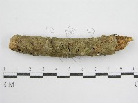 鬼傘屬藏品圖，第1張