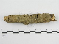 鬼傘屬藏品圖，第3張