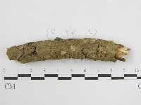 鬼傘屬藏品圖，第4張