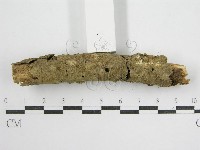 鬼傘屬藏品圖，第5張