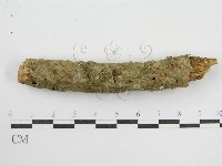 鬼傘屬藏品圖，第6張