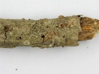 鬼傘屬藏品圖，第7張