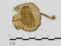 登錄號:F0011290藏品圖，第1張