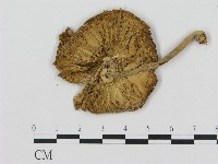 登錄號:F0011290藏品圖，第3張