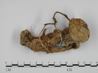 登錄號:F0011291藏品圖，第1張