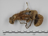 登錄號:F0011291藏品圖，第3張