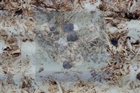 登錄號:F0011296藏品圖，第3張