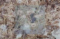 登錄號:F0011296藏品圖，第4張