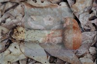 登錄號:F0011297藏品圖，第4張