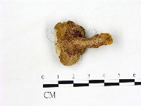 登錄號:F0011300藏品圖，第3張