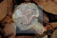 登錄號:F0011300藏品圖，第4張