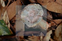 登錄號:F0011300藏品圖，第5張