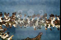 登錄號:F0011301藏品圖，第4張