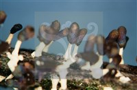 登錄號:F0011301藏品圖，第5張