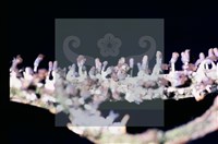 登錄號:F0011301藏品圖，第7張