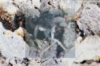 登錄號:F0011302藏品圖，第4張