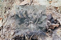 登錄號:F0011302藏品圖，第5張