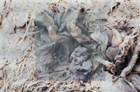 登錄號:F0011302藏品圖，第6張