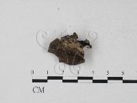 登錄號:F0011303藏品圖，第1張