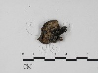 登錄號:F0011303藏品圖，第3張