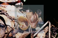 登錄號:F0011303藏品圖，第4張