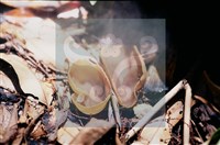 登錄號:F0011303藏品圖，第5張