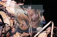 登錄號:F0011303藏品圖，第6張